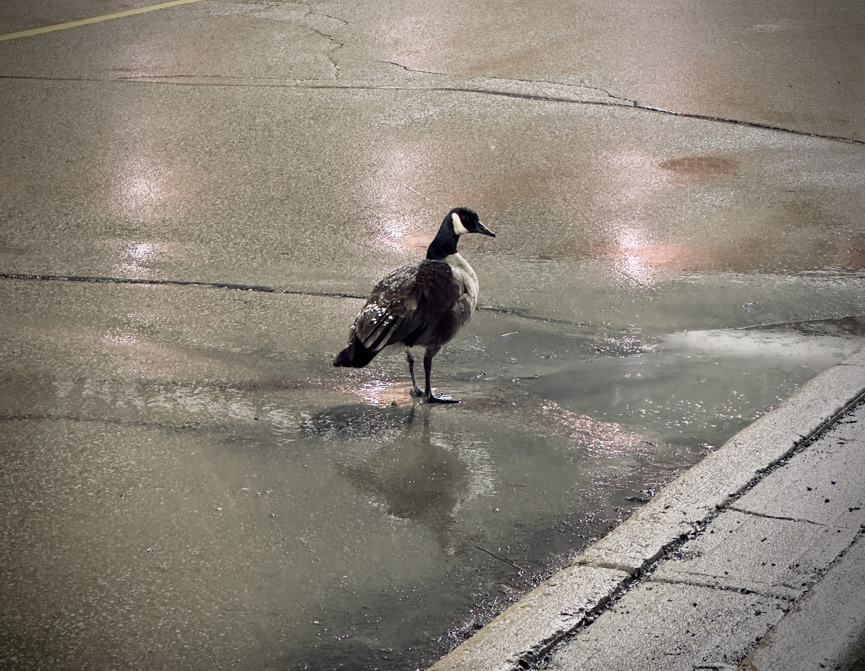 A night scene with a goose by the water.